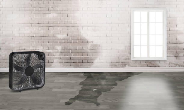 Best Ceiling water damage repair  in Round Lake Park, IL