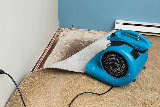Best Water damage contractors near me  in Round Lake Park, IL